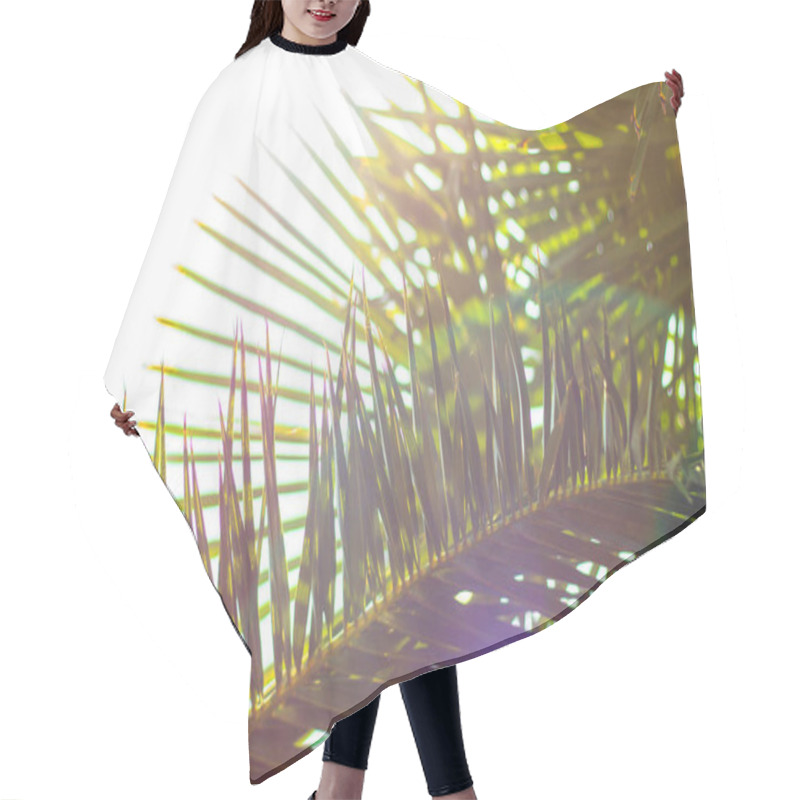 Personality  Palm Leaves Against The Sky. Defocused Abstract Tropical Background, Soft Light. Hair Cutting Cape