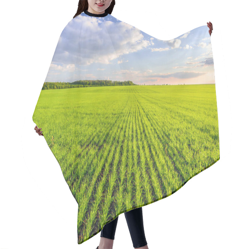 Personality  Green Field Of Cereal Crops And Blue Sky With Clouds. Young Green Sprouts Of Wheat Grow In Rows In A Field Hair Cutting Cape