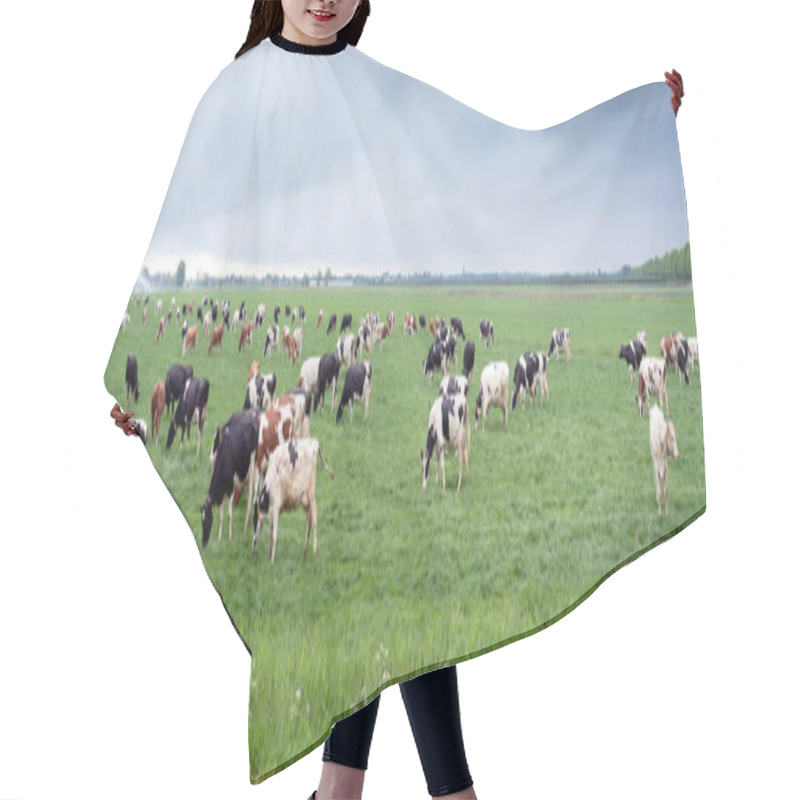 Personality  Large Amount Of Spotted Cows In Spring Meadow Near City Of Utrecht Under Cloudy Sky In The Netherlands Hair Cutting Cape