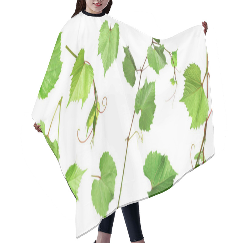 Personality  Set Of Grapevines With Green Leaves On White Background. Banner Design  Hair Cutting Cape