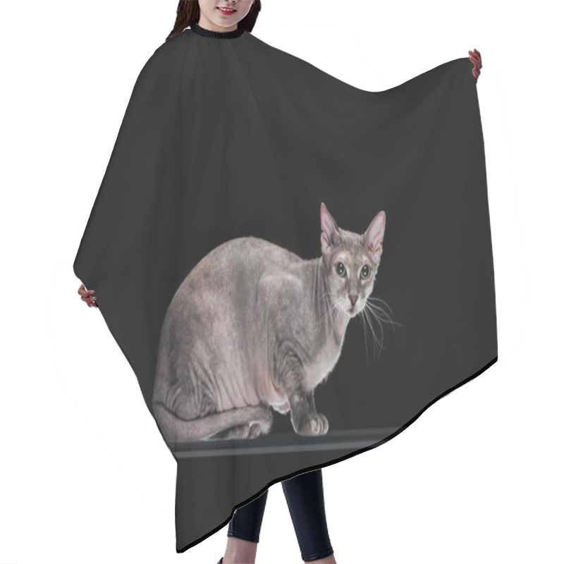 Personality  Pedigreed Domestic Grey Sphynx Cat Looking At Camera Isolated On Black Hair Cutting Cape