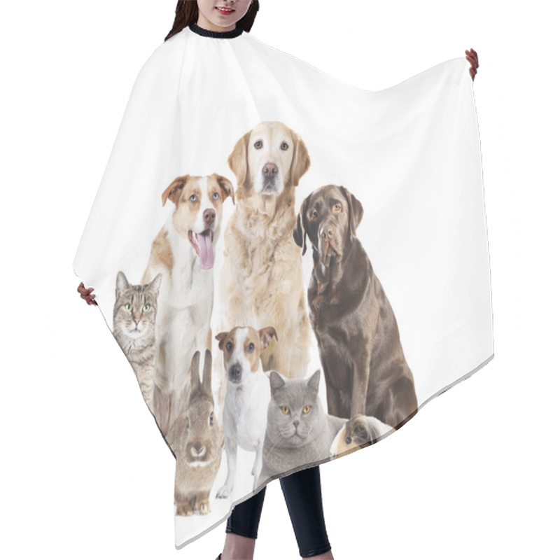 Personality  Different Dogs And Other Pets Sitting Isolated Against White Background Hair Cutting Cape