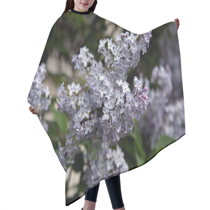 Personality  Close-up View Of Beautiful Blooming Lilac Branch With Small Violet Flowers, Selective Focus Hair Cutting Cape