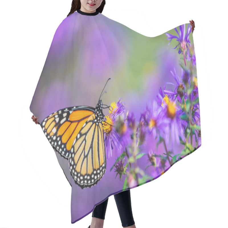 Personality  Monarch Butterfly Feeding On Purple Aster Flower In Summer Floral Background. Monarch Butterflies In Autumn Blooming Asters Hair Cutting Cape