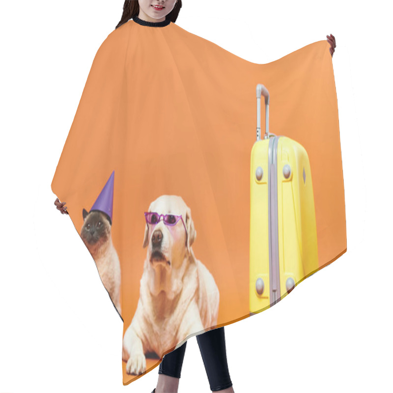 Personality  A Dog And A Cat Don Party Hats And Sunglasses In A Playful Studio Setting, Showcasing The Bond Between Domestic Animals. Hair Cutting Cape