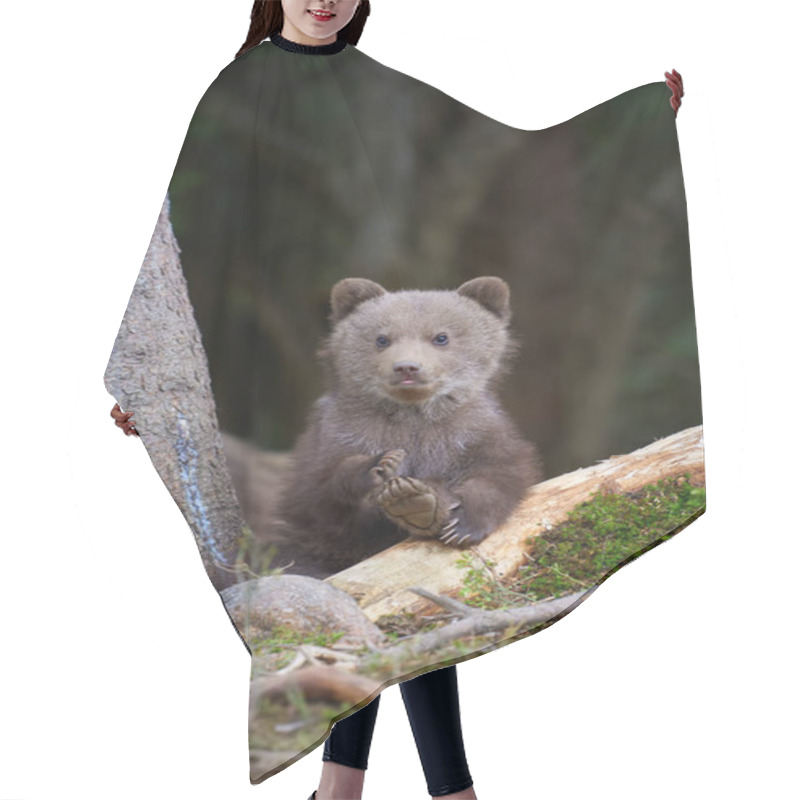 Personality  Wild Brown Bear Cub Closeup In Summer Forest Hair Cutting Cape