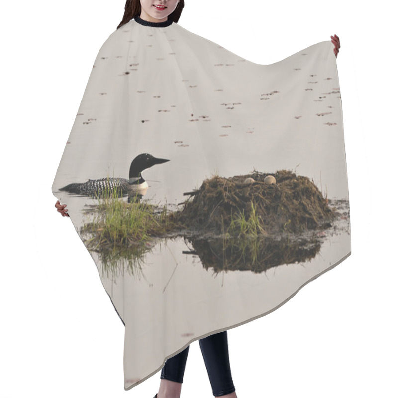 Personality  Loon Swimming By Her Nest With Two Brown Eggs In The Nest With Marsh Grasses, Mud In Its Environment And Habitat Displaying Red Eye, Black And White Feather Plumage, Greenish Neck. Loon Eggs. Loon Nest. Image. Picture. Portrait. Photo.  Hair Cutting Cape