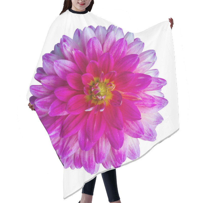 Personality  Beautiful Pink Dahlia Dahlia. Dahlia Flower. Dahlias Isolated On Hair Cutting Cape