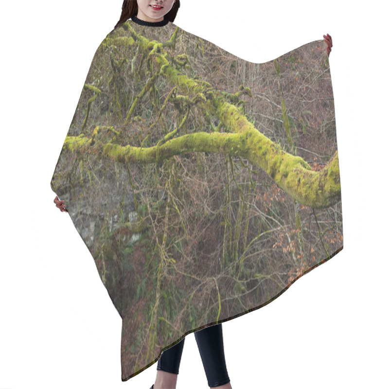 Personality  Green Moss Covering Branches In A Forest Hair Cutting Cape