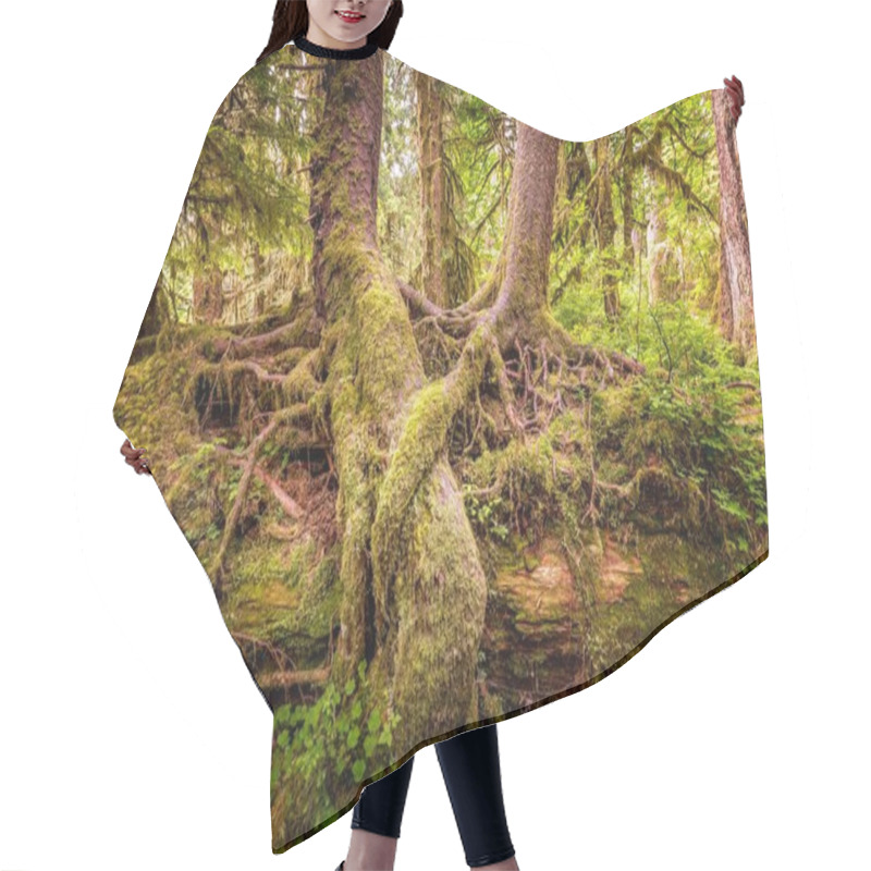 Personality  Intertwined Roots Of Trees In The Hoh Rainforest, Olympic National Park, Washington Hair Cutting Cape