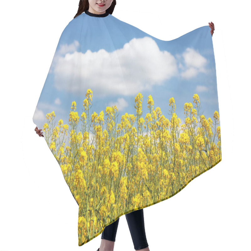 Personality  Field Of Rapeseed, Canola Or Colza In Latin Brassica Napus With Beautiful Cloud, Rape Seed Is Plant For Green Energy And Green Industry, Springtime Golden Flowering Field, Panoramic View Hair Cutting Cape