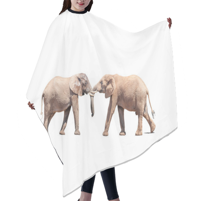 Personality  Elephant Bulls In A Test Of Strength Isolated In White Hair Cutting Cape