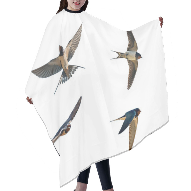 Personality  Various Postures Of Swallow  Hair Cutting Cape