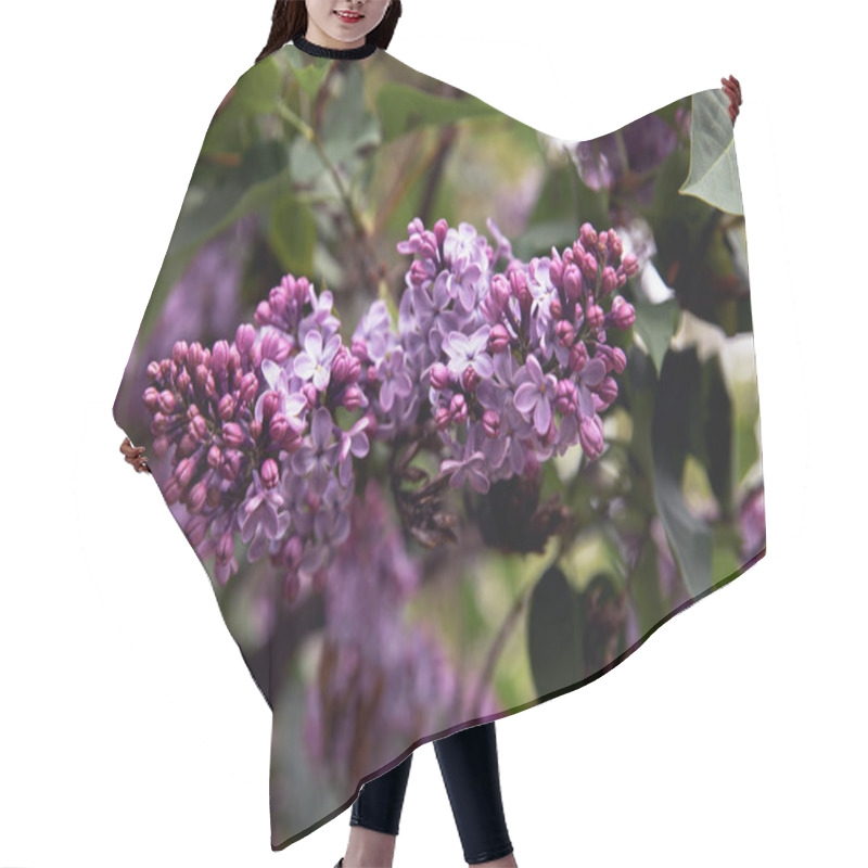 Personality  Close-up View Of Beautiful Blooming Lilac Branch With Small Violet Flowers, Selective Focus Hair Cutting Cape