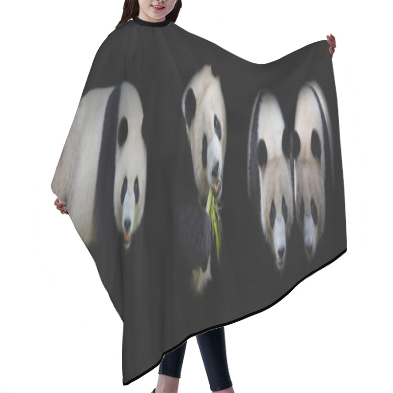 Personality  Giant Panda Bear Eating Bamboo On Black Background Hair Cutting Cape