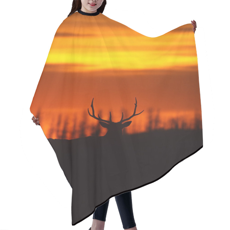 Personality  Bull Elk In Sunset Hair Cutting Cape