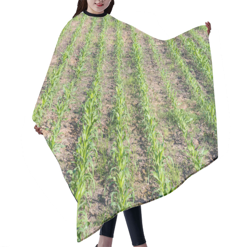 Personality  Young Corn Plant In The Farm Hair Cutting Cape