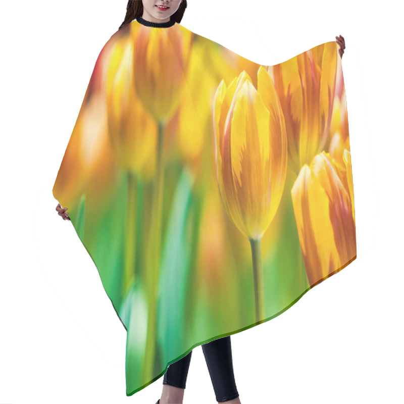 Personality  Yellow And Orange Tulips Blooming Brightly In A Lush Garden Surrounded By Green Leaves, Showcasing The Vibrant Beauty Of Spring. Hair Cutting Cape