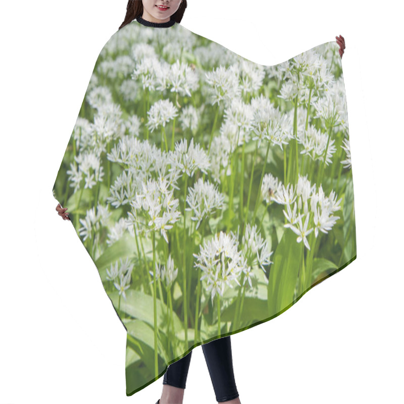 Personality  Wild Garlic (Allium Ursinum) Plant Blooming In A Garden Hair Cutting Cape