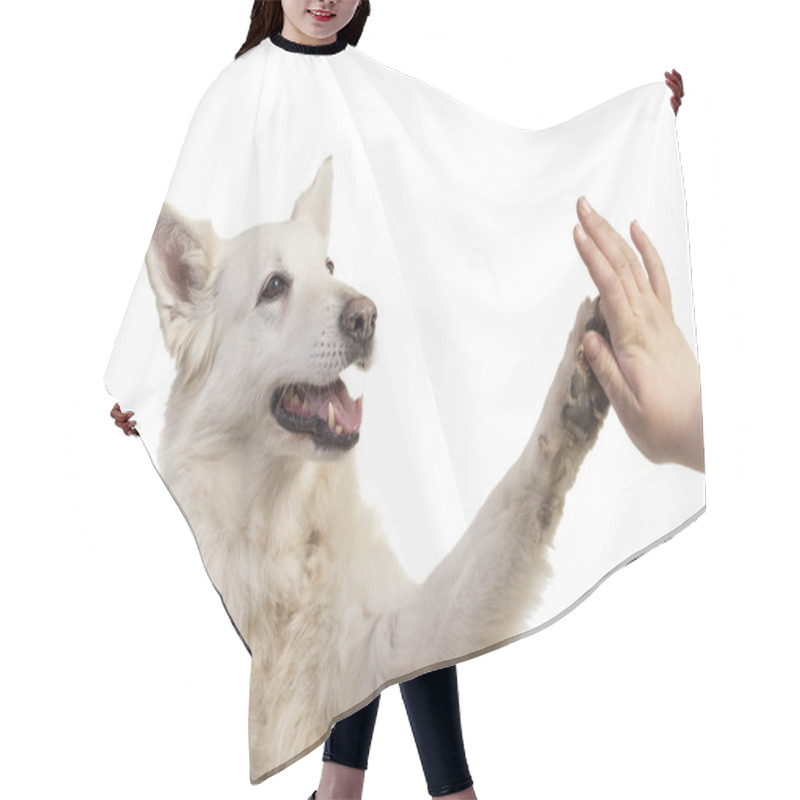 Personality  White Swiss Shepherd Dog Portrait Facing The Camera Isolated On A White Background Giving A High Five Hair Cutting Cape