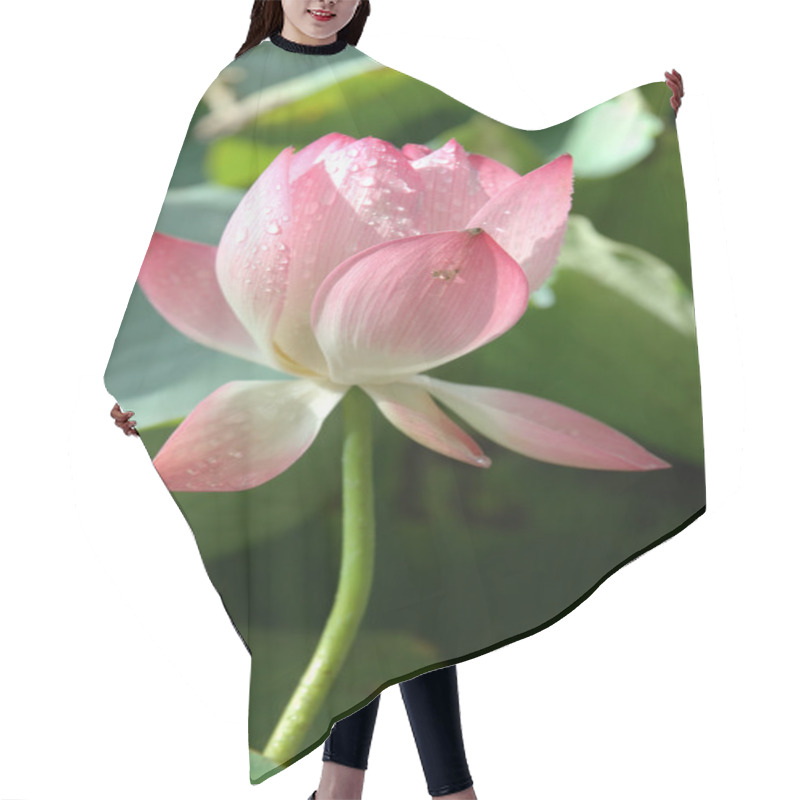 Personality  Pink Water Lily Hair Cutting Cape