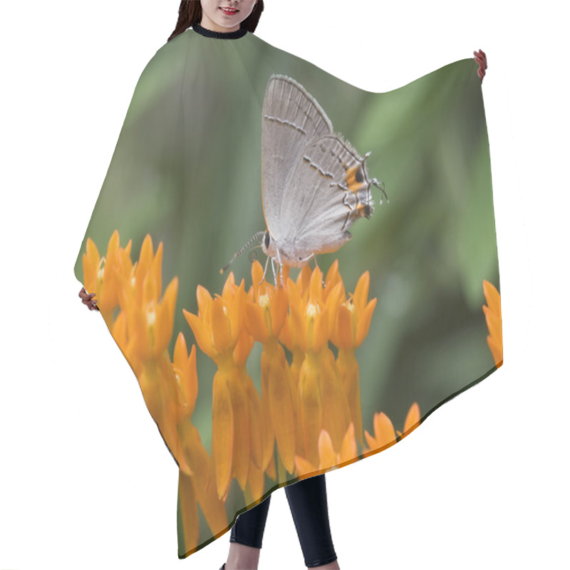 Personality  Little Butterfly On Milkweed Hair Cutting Cape