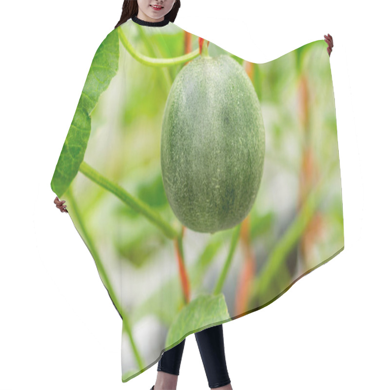 Personality  Small Japan Melon (Honeydew Melon) In Farm Hair Cutting Cape