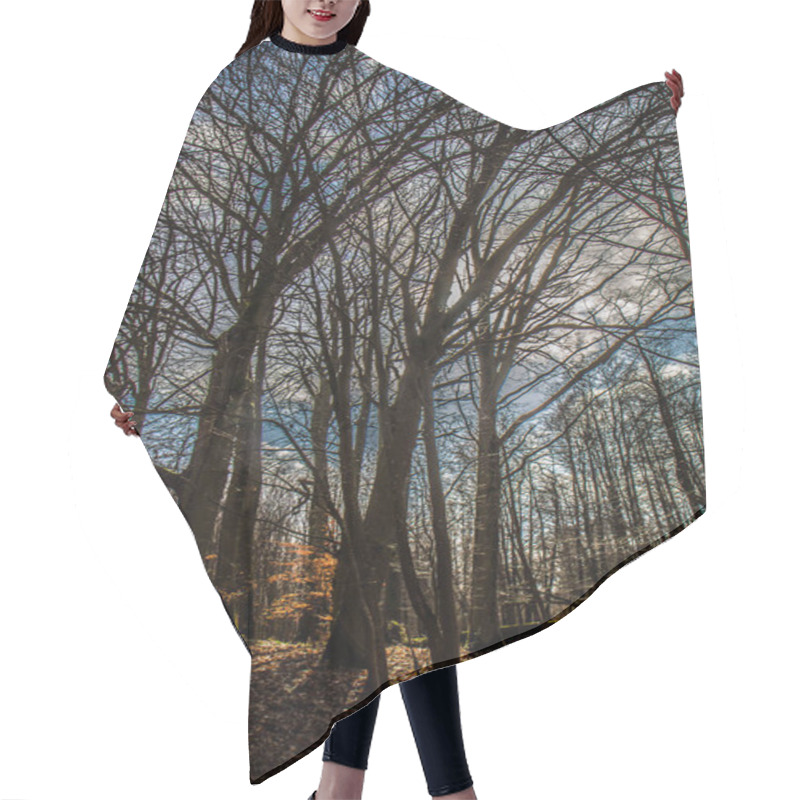 Personality  Oak Tree Growing Ina Forest In Late Winter Hair Cutting Cape