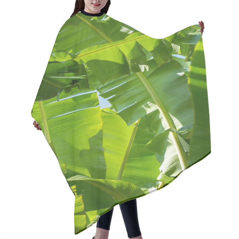 Personality  Green Banana Leaf On The Sun Background Hair Cutting Cape