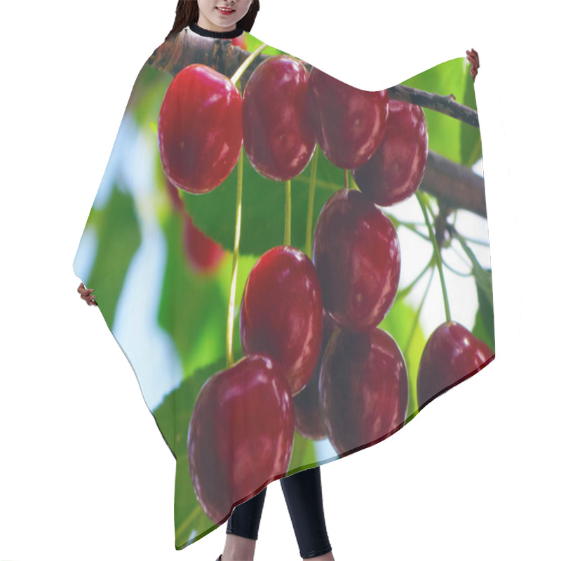 Personality  Branch Of Red Ripe Cherries On A Tree. Picking Berries. Close-up. Hair Cutting Cape