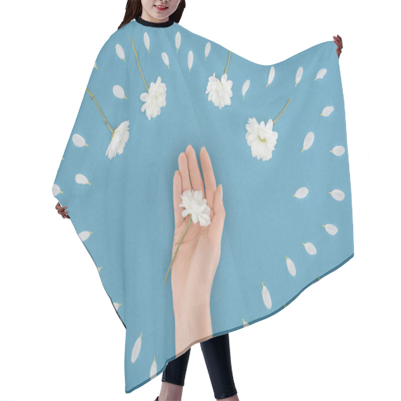 Personality  Top View Of Cropped Hand With Daisy Isolated On Blue Hair Cutting Cape