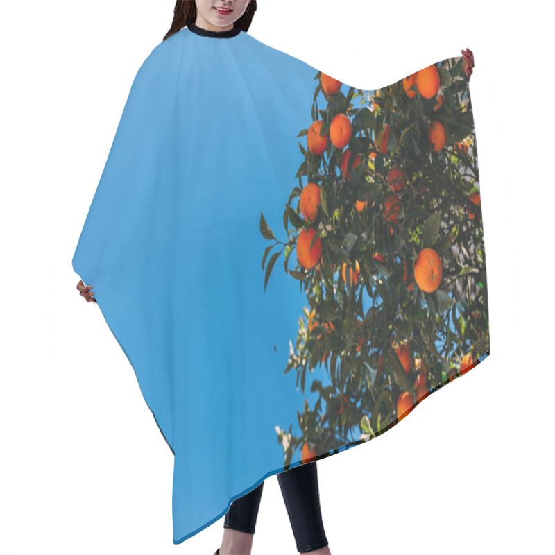 Personality  Green Orange Tree Branches With Oranges, Barcelona, Spain Hair Cutting Cape