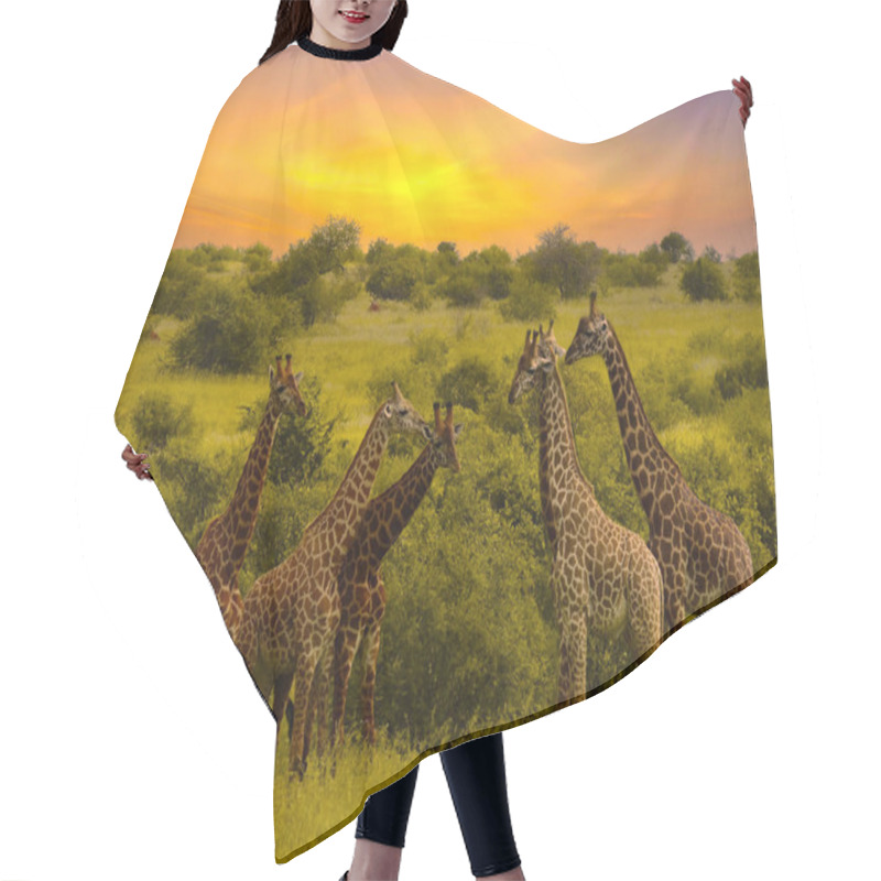 Personality  Beautiful Pictures Of Africa Sunset And Sunrise With Giraffes Hair Cutting Cape