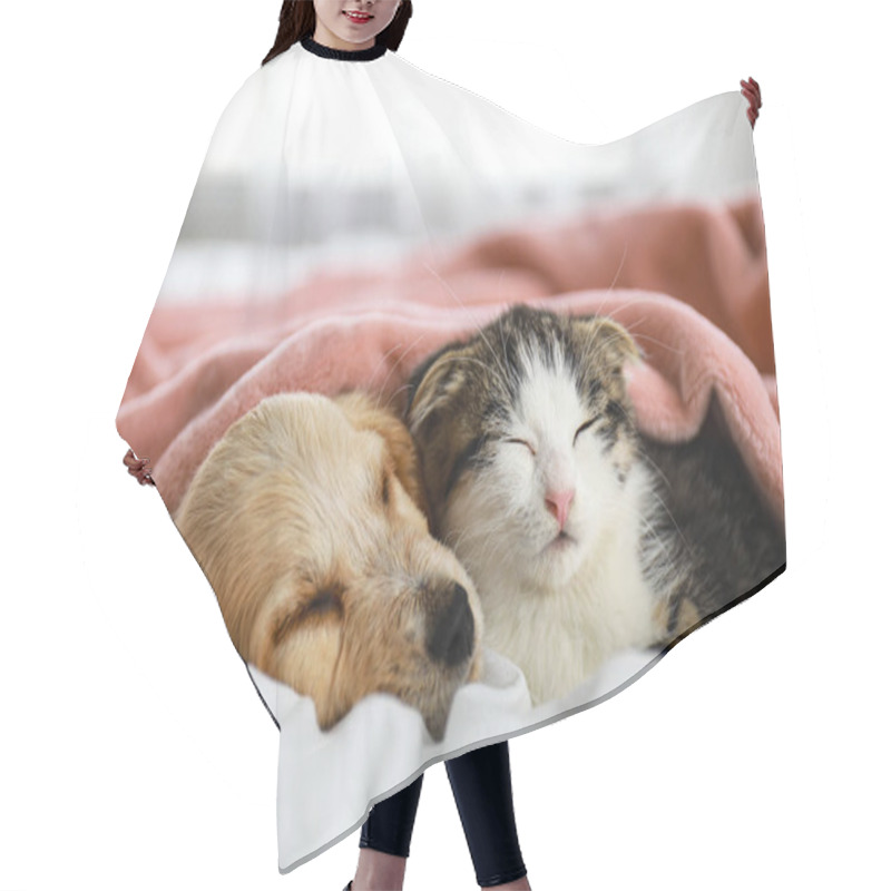 Personality  Adorable Little Kitten And Puppy Sleeping On Bed Indoors Hair Cutting Cape