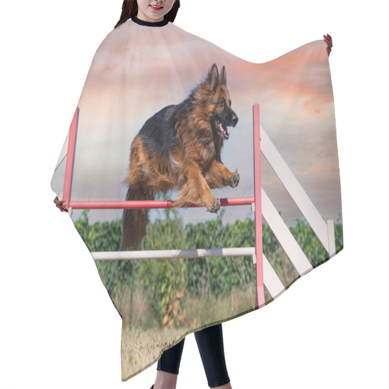 Personality  Training Of Agility For Competition  In An Obedience Club Hair Cutting Cape