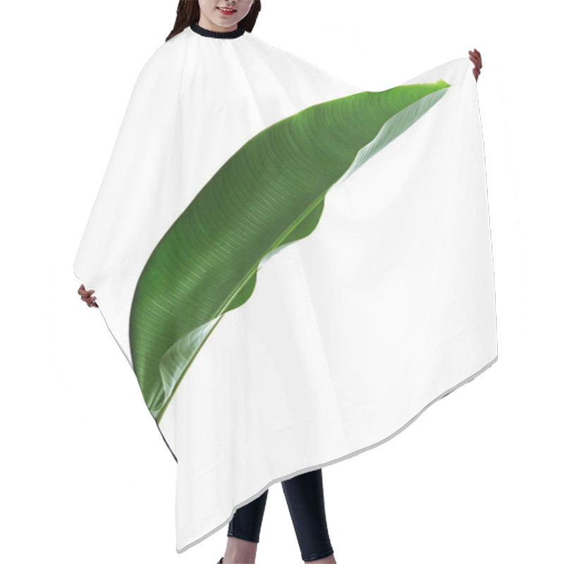 Personality  Strelitzia Reginae, Heliconia, Bird Of Paradise Foliage Isolated On White Background, With Clipping Path Hair Cutting Cape