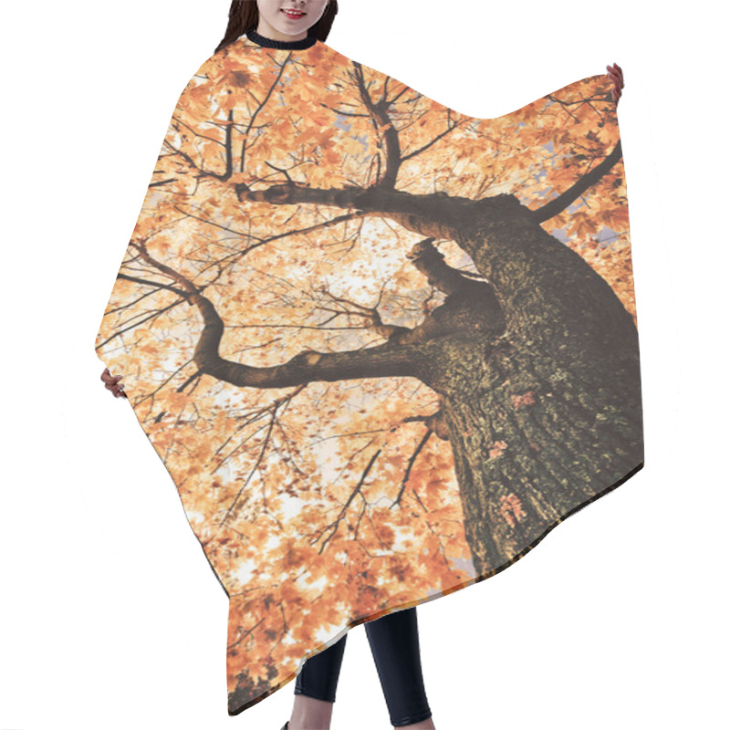 Personality  Autumn Landscape With Tree Hair Cutting Cape