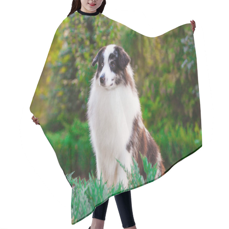 Personality  American Miniature Shepherd Merle In The Park Hair Cutting Cape