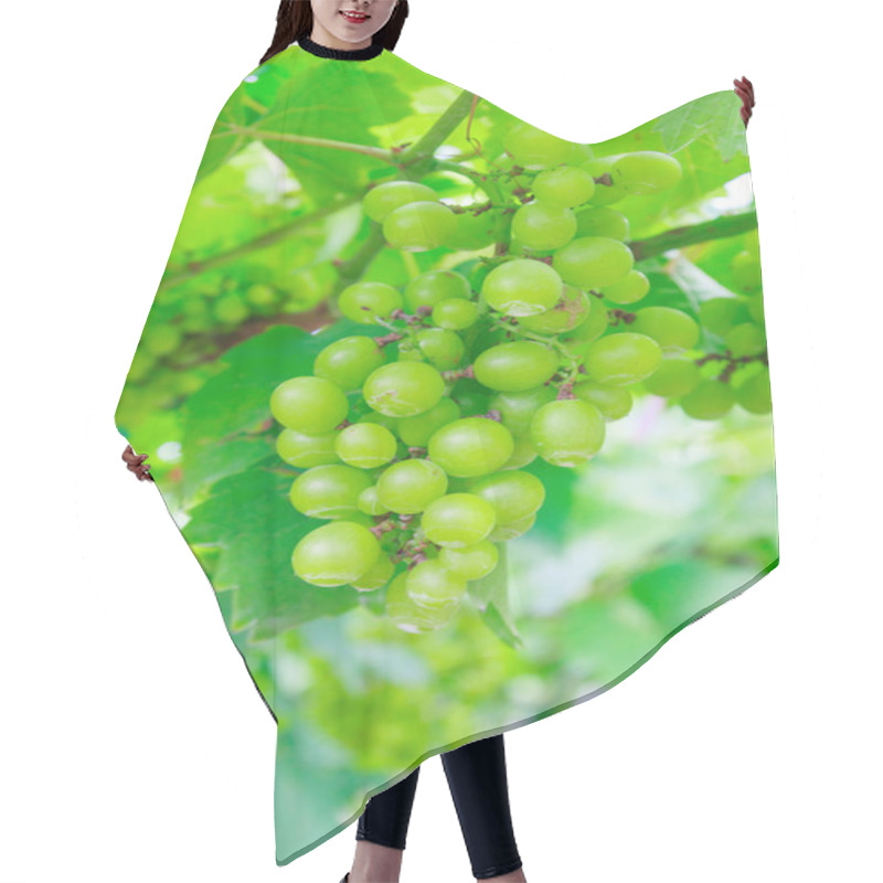 Personality  Green Grape Fruit With Green Leaves In The Farm Hair Cutting Cape