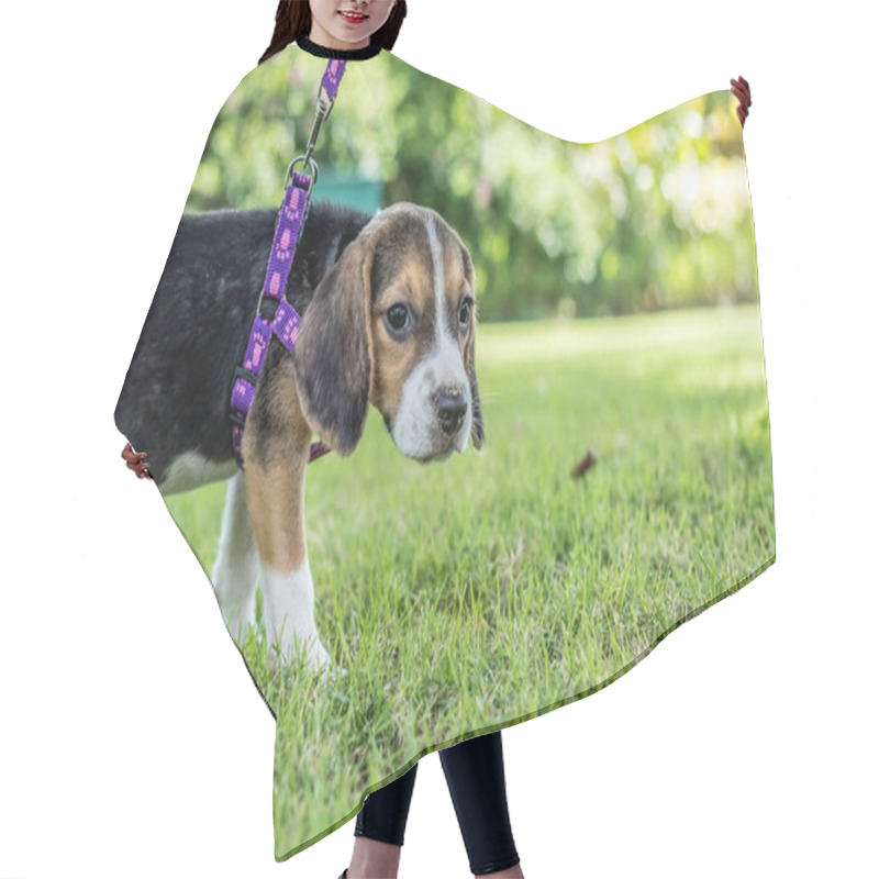 Personality  Happy Beagle Dog On A Natural Green Background Of Tropical Bali Island, Indonesia. Hair Cutting Cape