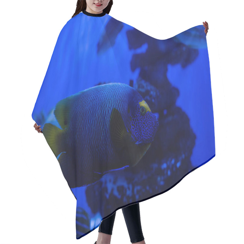 Personality  Exotic Fish Swimming Under Water In Aquarium With Blue Neon Lighting Hair Cutting Cape