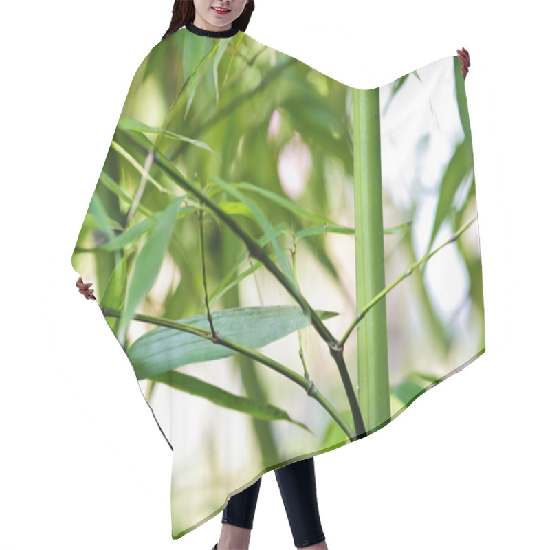 Personality  Green Bamboo Groves In A Garden Hair Cutting Cape