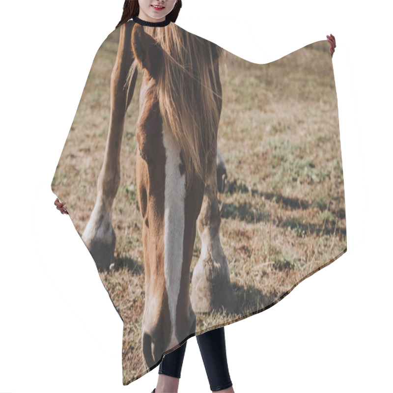 Personality  Close Up View Of Beautiful Brown Horse Grazing On Meadow In Countryside Hair Cutting Cape