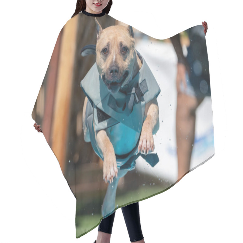 Personality  Am Staff Dog In A Gray Floatation Vest Jumping Into A Pool Hair Cutting Cape