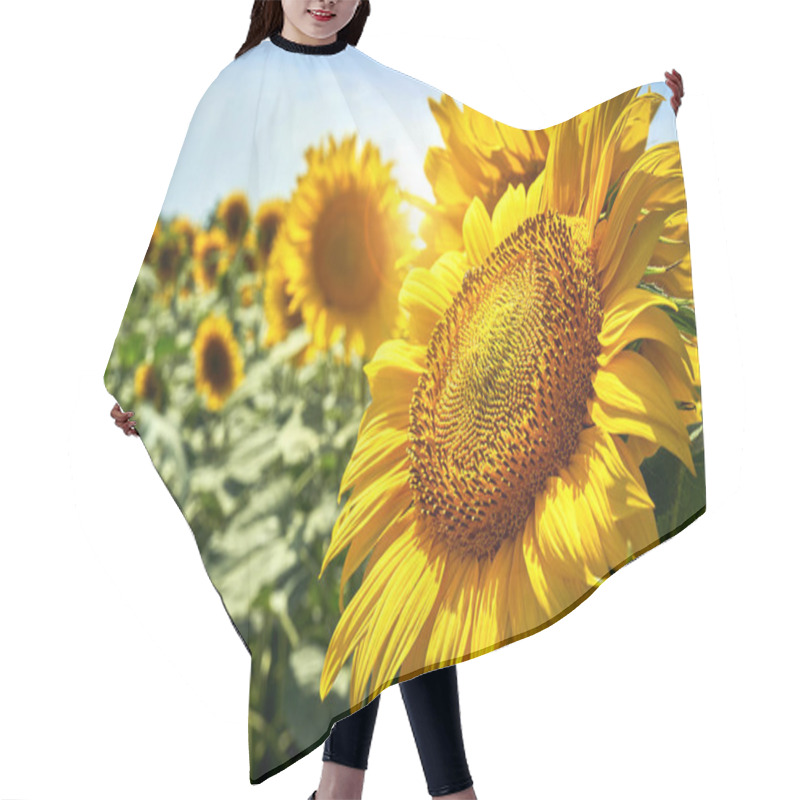 Personality  Summer Landscape Of Golden Sunflower Field Hair Cutting Cape