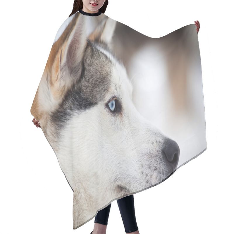 Personality  Cute Husky Portrait In Winter Hair Cutting Cape