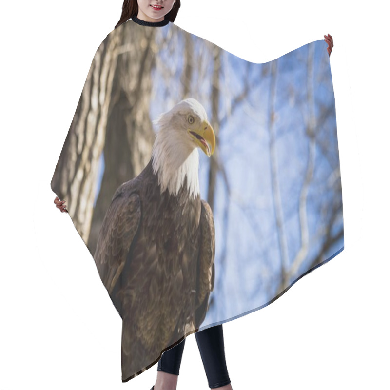 Personality  American Bald Eagle In Tree Hair Cutting Cape