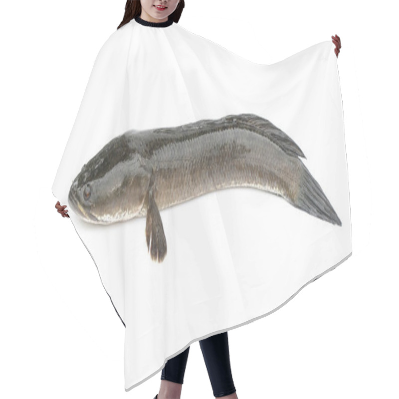 Personality  Image Of Striped Snakehead Fish Isolated On White Background,. A Hair Cutting Cape