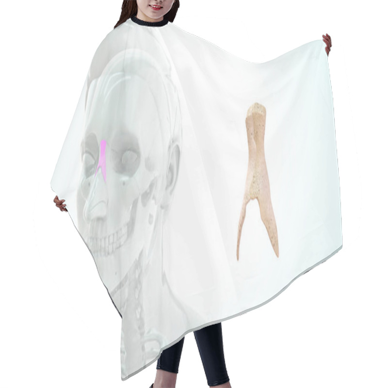 Personality  Human Throat Bone Anatomy 3d Illustration Hair Cutting Cape