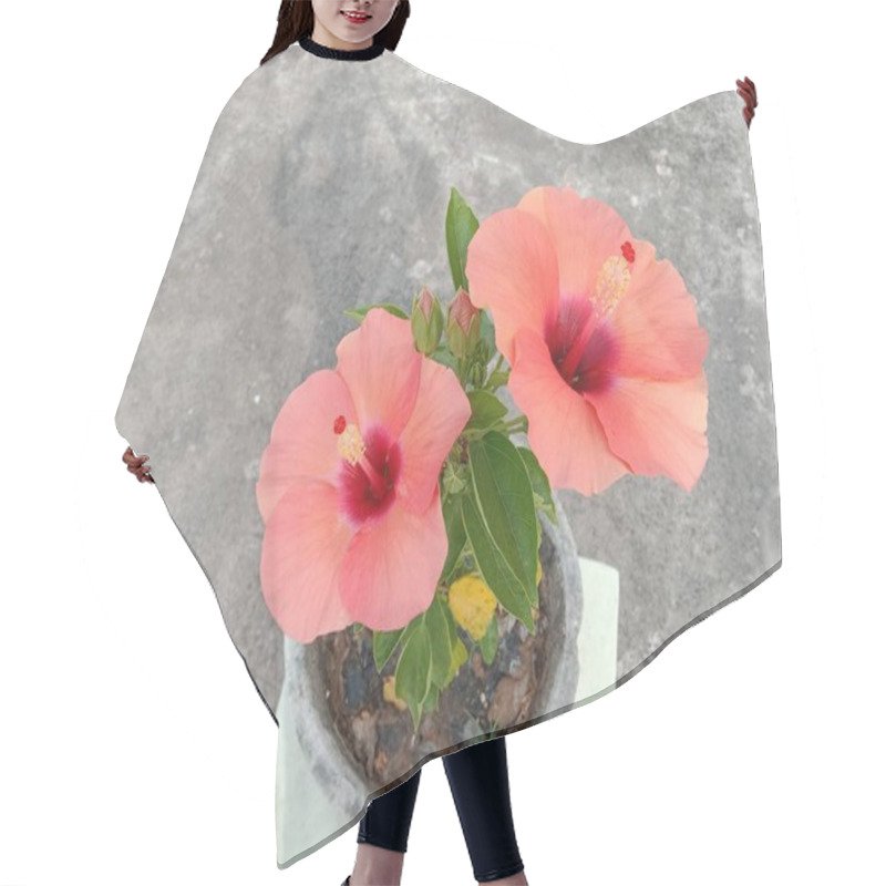 Personality  Hibiscus Flowers In Full Bloom Showcasing Vibrant Pink Centers. Perfect For Floral, Botanical, And Nature Themes. Hair Cutting Cape